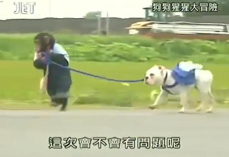 不容错过的动物真人秀：《猩猩狗狗大冒险》最后一集等你来观看