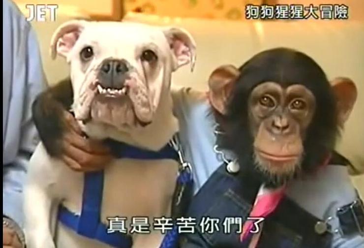 《猩猩狗狗大冒险》高清图片展示！感受动物的机智与勇气